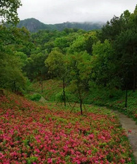 �ž黨����