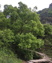 无人相伴孤芳自赏 再临丫髻岩