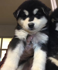 2���°���˹���ؼ�