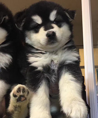 2���°���˹���ؼ�