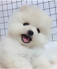 2���¿��鱦�� ����ֻ