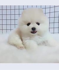 2���¿��鱦�� ����ֻ