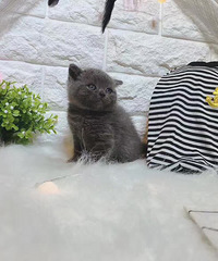 2������è����һĸ