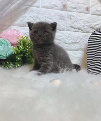 2������è����һĸ