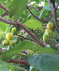 �����ӣ�ҿ���Գ���