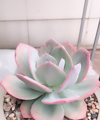 �׷�۷۵ĸ��˺�ϲ��