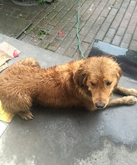 ��һֻ��·�˵Ĺ�