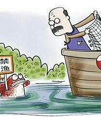"带鱼 黄鱼 鲳鱼等这6种幼鱼全年禁售"
