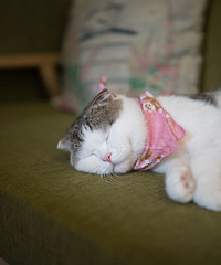 èɽ�����è