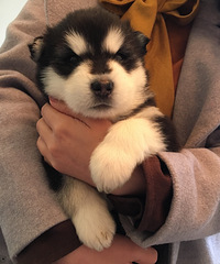 �ͼ۳��۰���˹��Ȯ2���´�