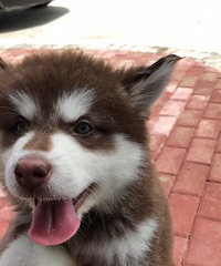 �ͼ۳��۰���˹��Ȯ2���´�