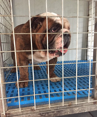 ˫Ѫͳ��Ƥ�ֹ���֤����ۣ�