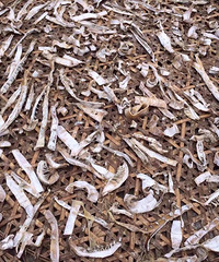 ����Ҫ����ɵ�