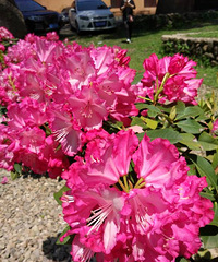 �����ƽ��ž�