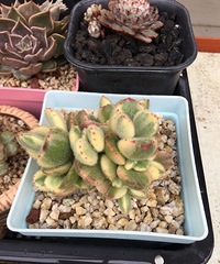 ����ǰ������һ����