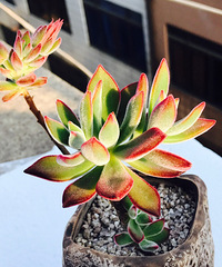 ����Ҳϲ��