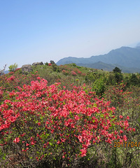 ����ɽ���¶ž齿�޿���