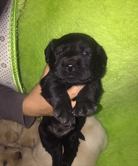 �Լ�����˫Ѫͳ�����������