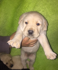 �Լ�����˫Ѫͳ�����������