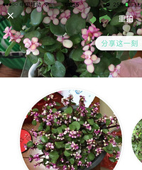 �����˽���֦��Ҷ