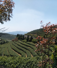 ����ɽ�羰