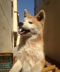 �Ҽ���ֻ����Ȯ