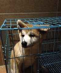 �Ҽ���ֻ����Ȯ