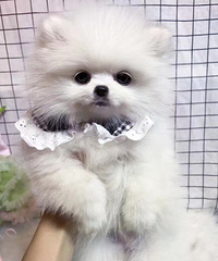 3���¾�Ʒ���鱦��