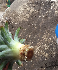 ̨����淢ѿ��