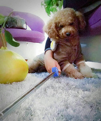 Ѱ����ʾ���ҼҶ���������������õ����