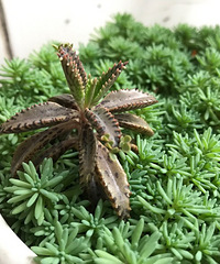 ����գ���������ֱ��ʲô����