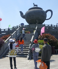 初游羊岩山 满是绿油油的生态茶园