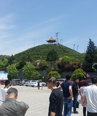初游羊岩山 满是绿油油的生态茶园