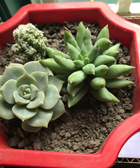 ���ǲ�ȱ���Ⱑ