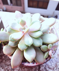 ������ݱ����