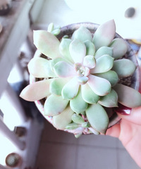 ������ݱ����