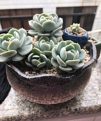 СС��ʱ��������