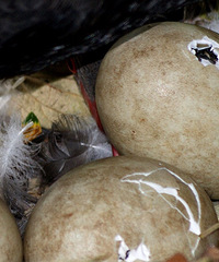 �ͺϹ�԰�ֽ���С���