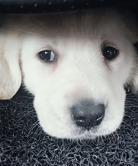 �����̰�ɫ��������Ѱ�Ҳ�ʺ��