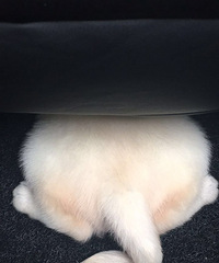 �����̰�ɫ��������Ѱ�Ҳ�ʺ��