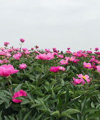 ����ʲô��������ɽ���ĵ�