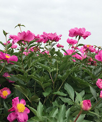 ����ʲô��������ɽ���ĵ�