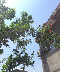 "石榴开花了"