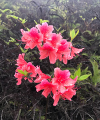 黄了两三次才终于成行的旅途
