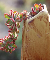 ���Ƕ���