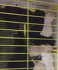 ̨�ݽ�������һ������������Ȯ����Ԥ��