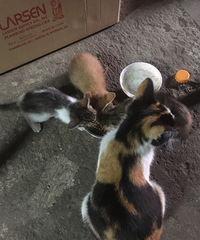 �Ҽ��г�è����Сè��