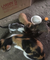 �Ҽ��г�è����Сè��