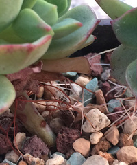 ��ȱˮ���Ǹ�����������