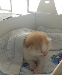 ��С��һֻ��Ѱ������